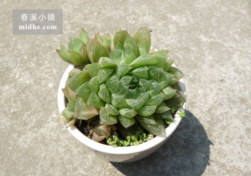 宝草(陶瓷盆)-春溪小镇