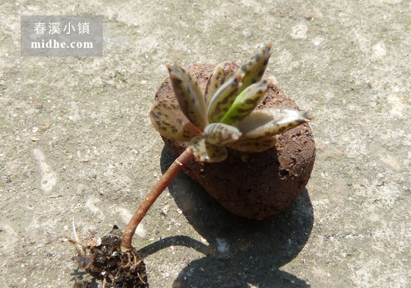 不死鸟(苗)-春溪小镇