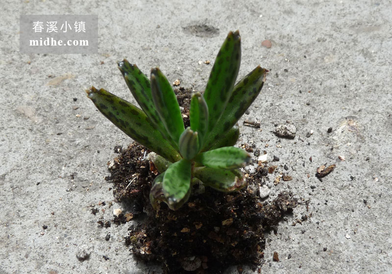 不死鸟(单株)-春溪小镇