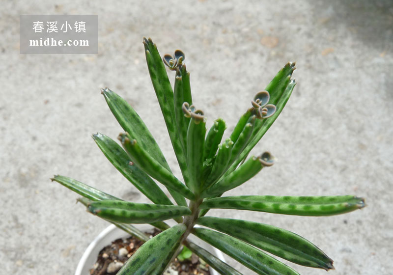 不死鸟(小白盆)-春溪小镇
