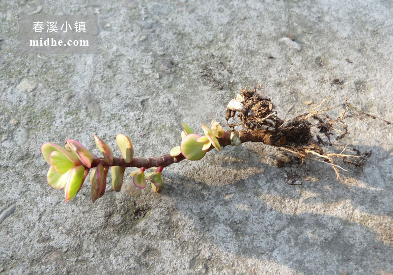 雅乐之舞(单株)-春溪小镇
