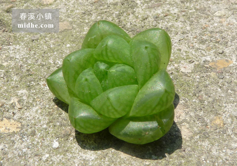 草玉露-春溪小镇