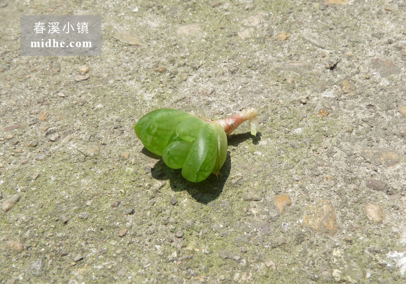 草玉露（苗）-春溪小镇