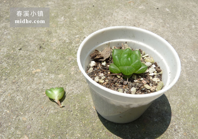 草玉露（苗）-春溪小镇