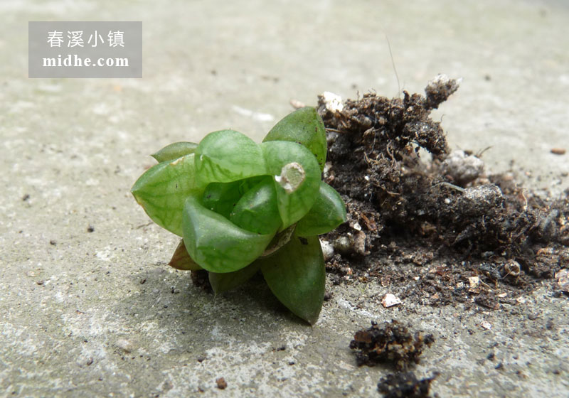 草玉露（单株）-春溪小镇