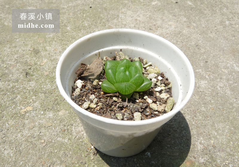 草玉露（小白盆）-春溪小镇