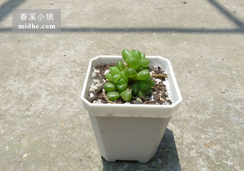 草玉露（小方盆）-春溪小镇