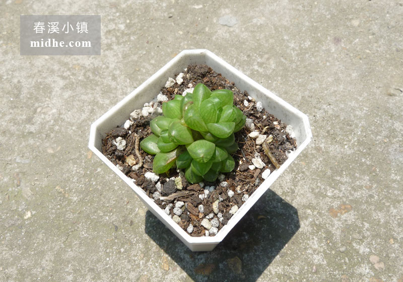 草玉露（小方盆）-春溪小镇