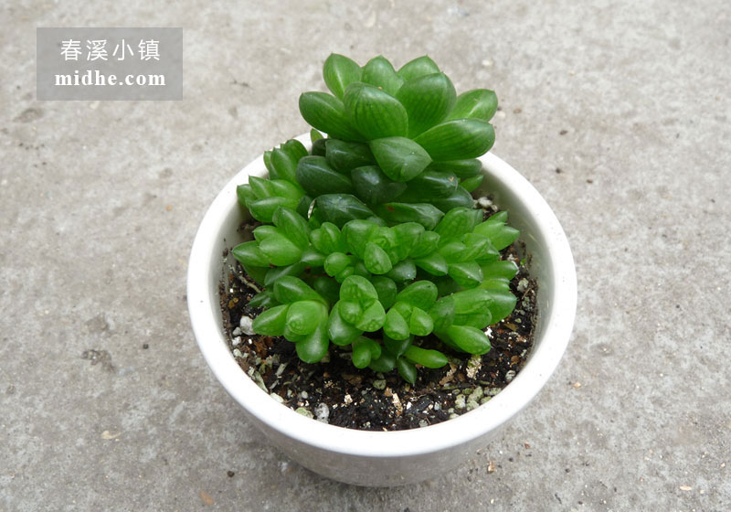 草玉露（陶瓷盆）-春溪小镇