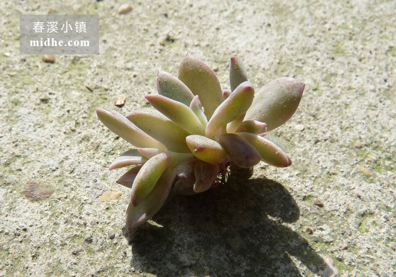 初恋(苗)-春溪小镇