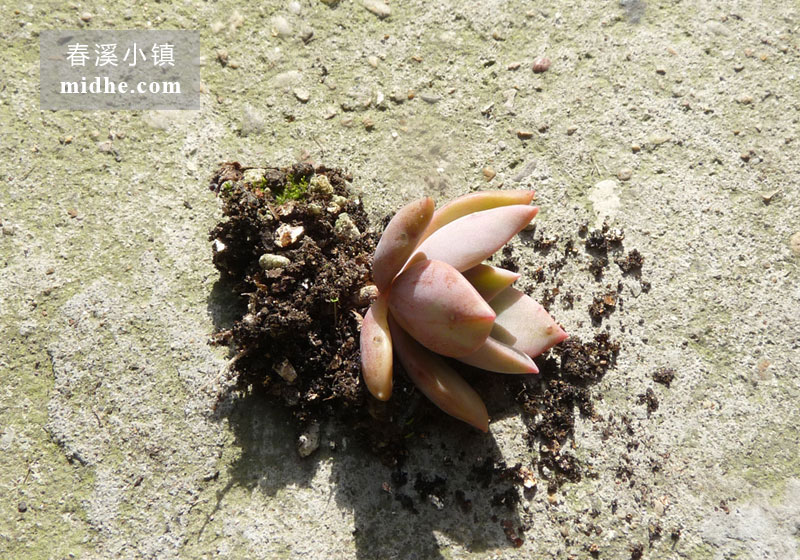 初恋(单株)-春溪小镇