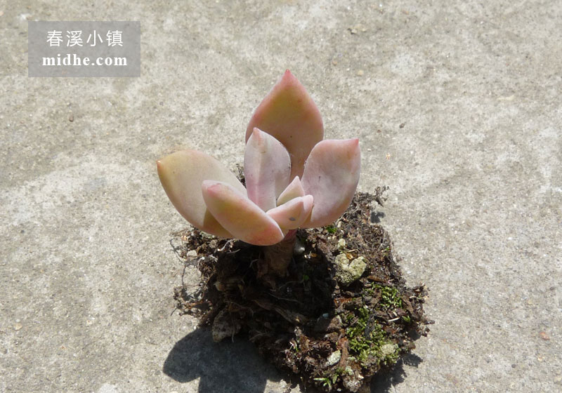 初恋(单株)-春溪小镇