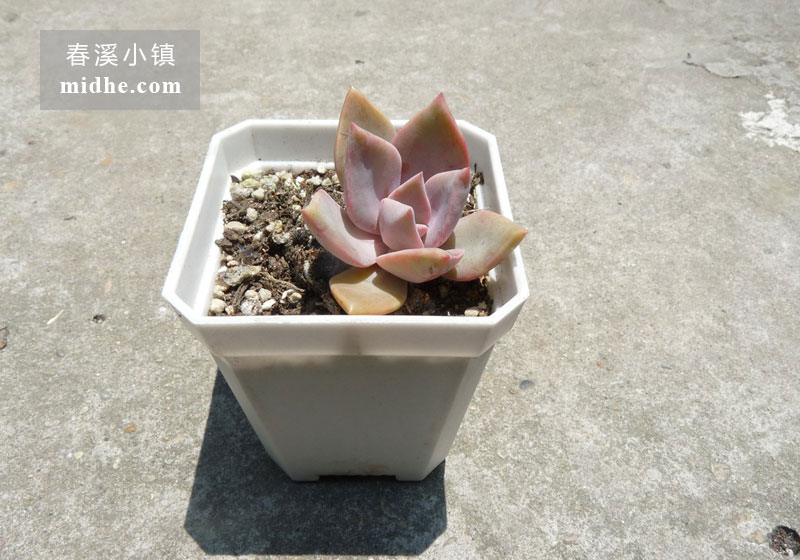 初恋(小方盆)-春溪小镇