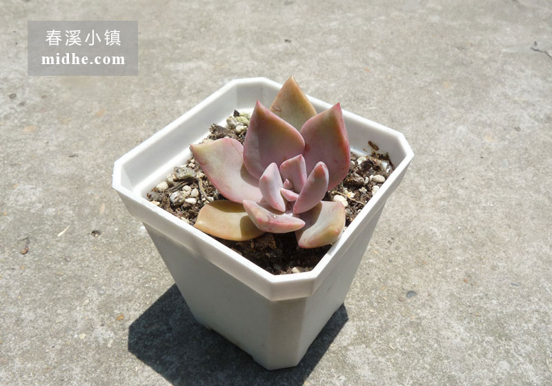 初恋(小方盆)-春溪小镇