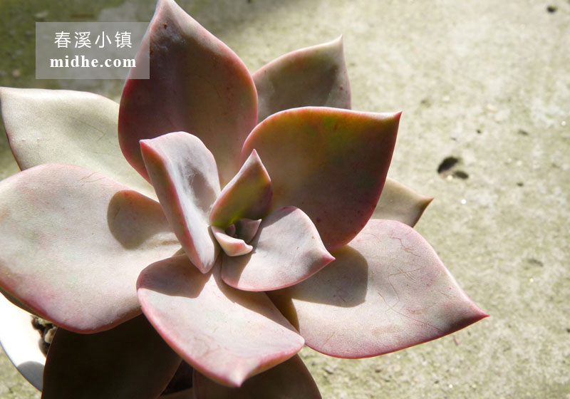 初恋(陶瓷盆)-春溪小镇