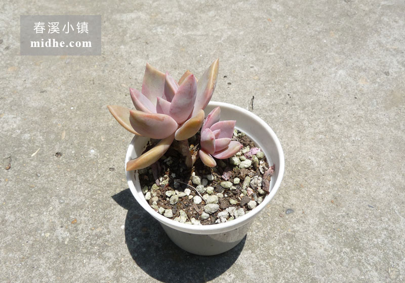 初恋(老桩)-春溪小镇