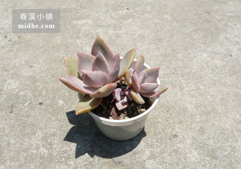 初恋(老桩)-春溪小镇