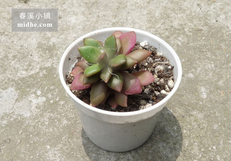 吹雪之松锦(小白盆)-春溪小镇