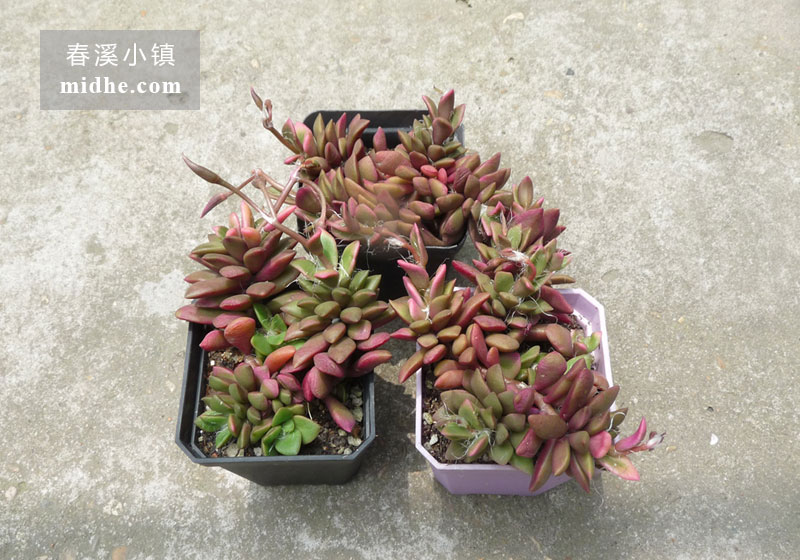 吹雪之松锦(小方盆多头)-春溪小镇