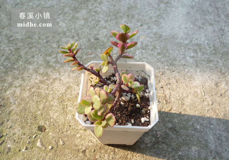 雅乐之舞(小方盆)-春溪小镇