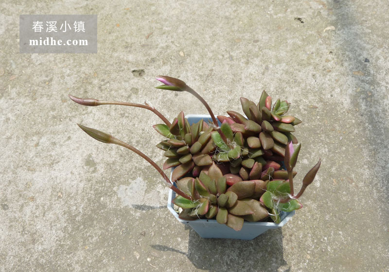 吹雪之松锦(小方盆多头)-春溪小镇