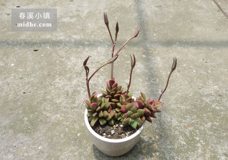 吹雪之松锦(陶瓷盆多头)-春溪小镇