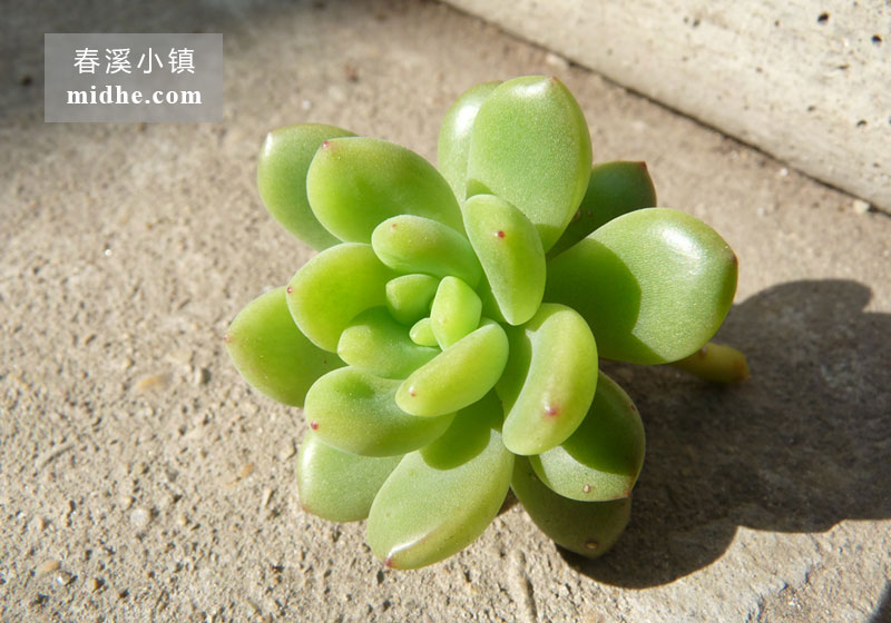 春萌(单株)-春溪小镇