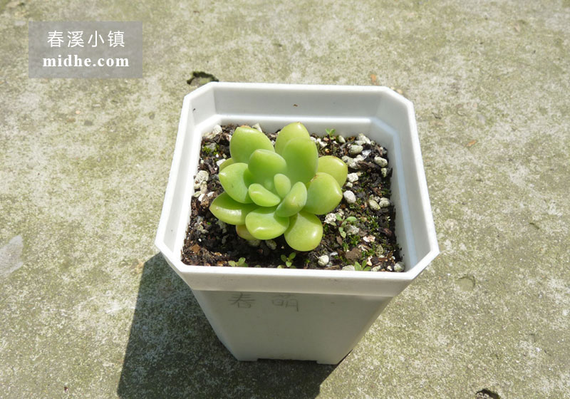 春萌(小方盆)-春溪小镇