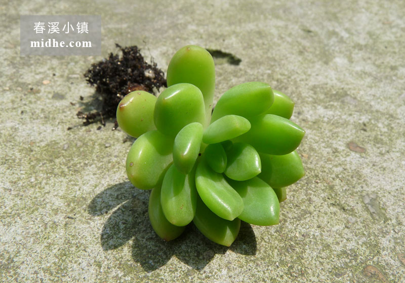 春萌(小方盆老桩)-春溪小镇