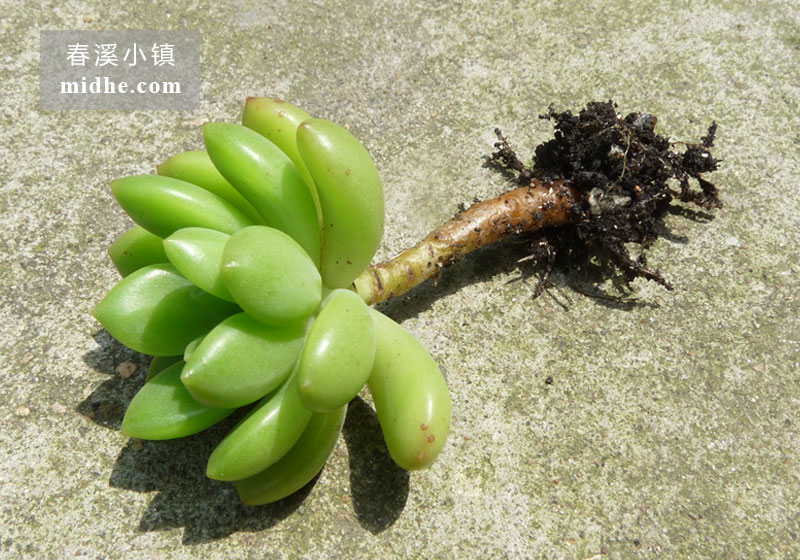 春萌(小方盆老桩)-春溪小镇