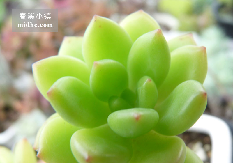 春萌(陶瓷盆老桩)-春溪小镇