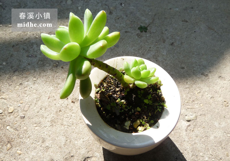 春萌(陶瓷盆老桩)-春溪小镇