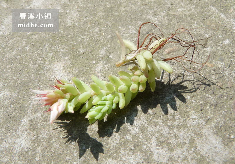 大薄雪(单株)-春溪小镇