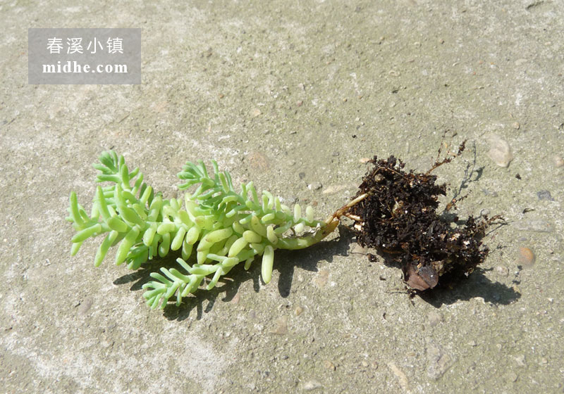大薄雪(单株)-春溪小镇