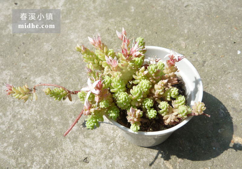 大薄雪(小白盆)-春溪小镇