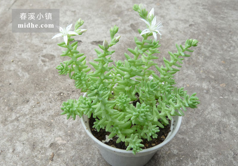 大薄雪(小白盆)-春溪小镇