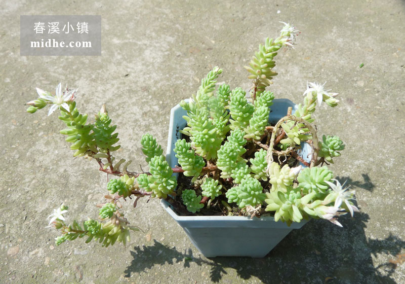 大薄雪(小方盆)-春溪小镇