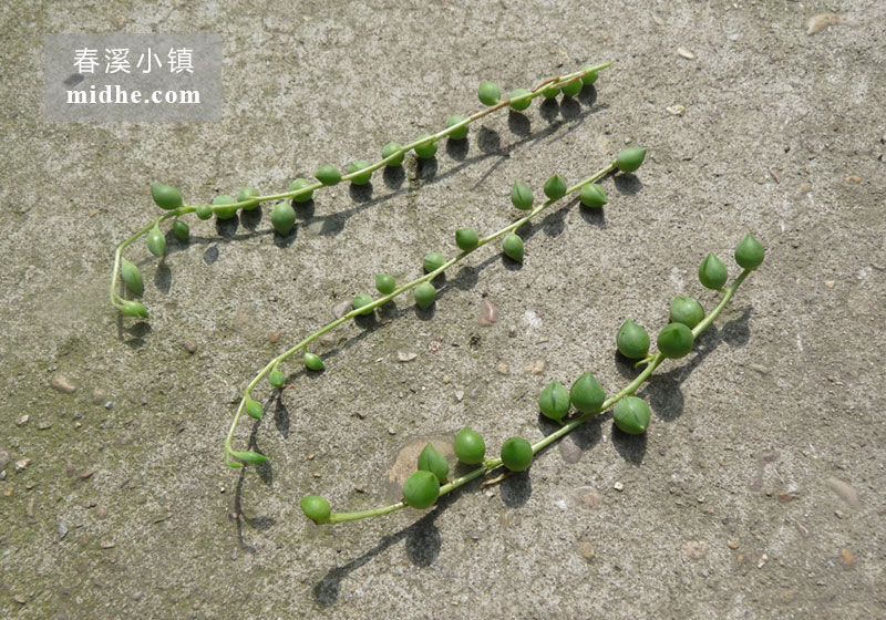绿项链-佛珠-春溪小镇