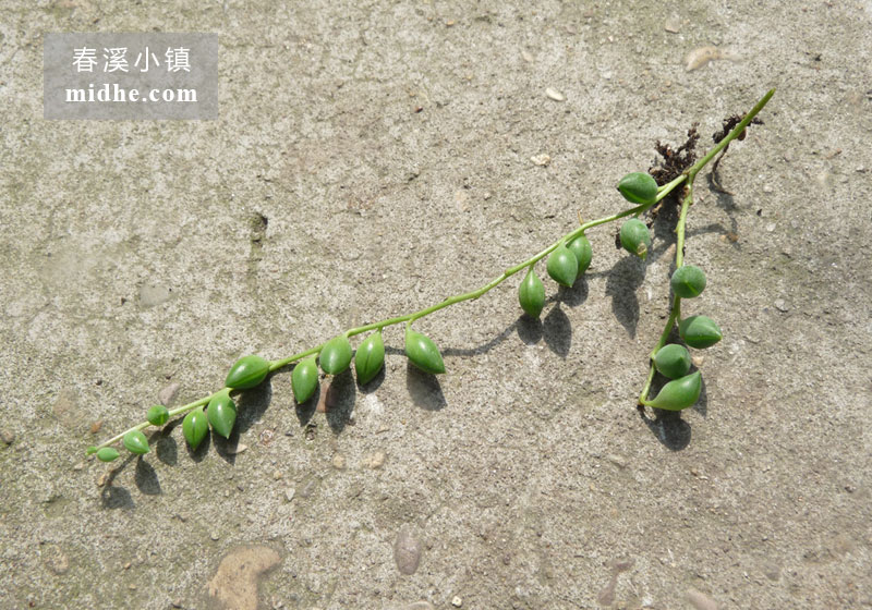 佛珠（单株）-春溪小镇