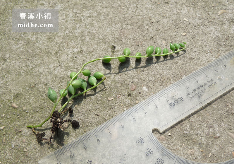 佛珠（单株）-春溪小镇