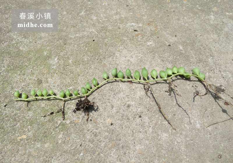 佛珠（单株）-春溪小镇