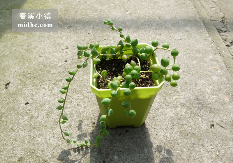 佛珠（小方盆）-春溪小镇