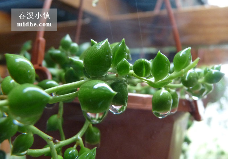 佛珠（吊盆）-春溪小镇