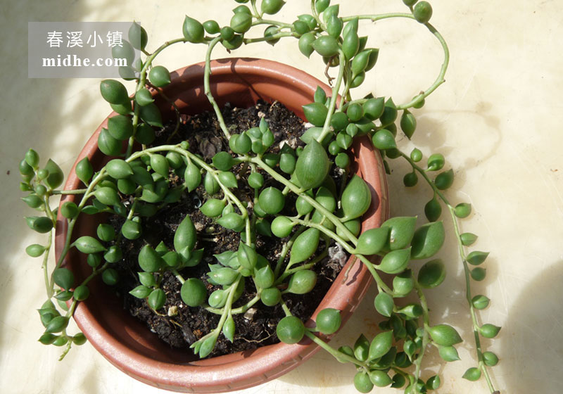 佛珠（吊盆）-春溪小镇