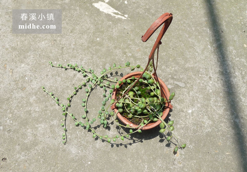 佛珠（吊盆）-春溪小镇