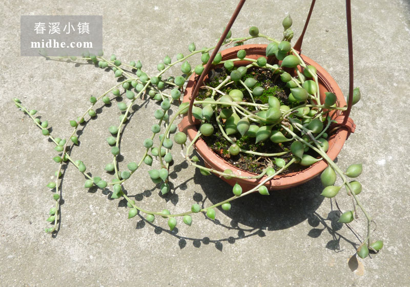 佛珠（吊盆）-春溪小镇