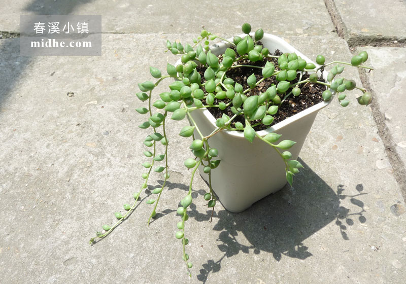 佛珠（小号万象盆）-春溪小镇