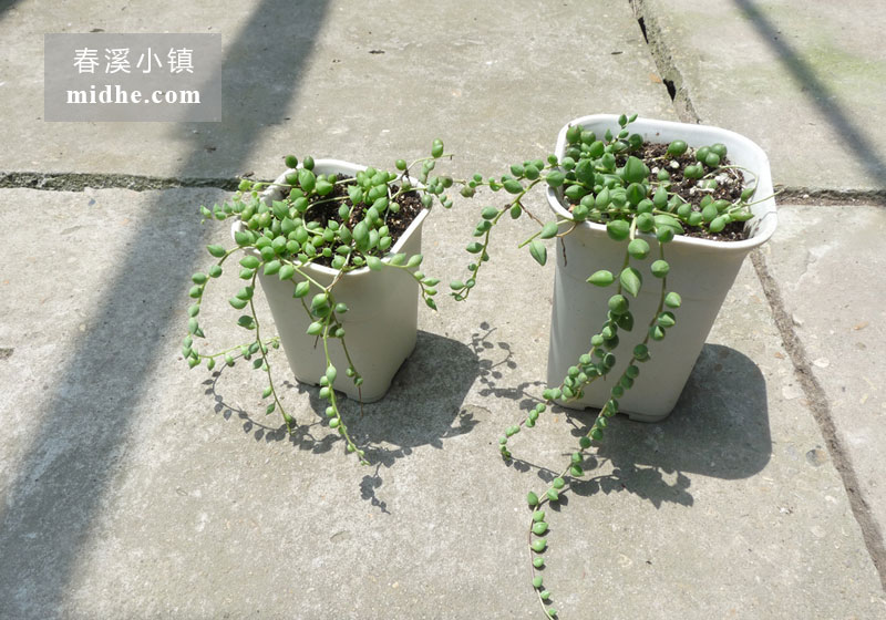 佛珠（中号万象盆）-春溪小镇