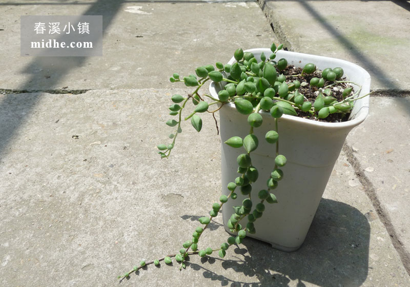 佛珠（中号万象盆）-春溪小镇