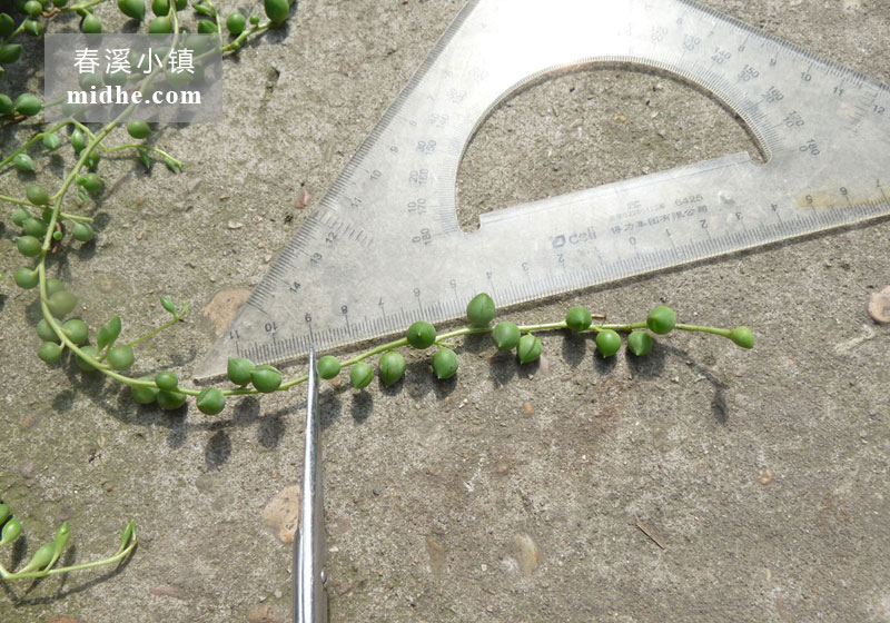 佛珠（苗）-春溪小镇